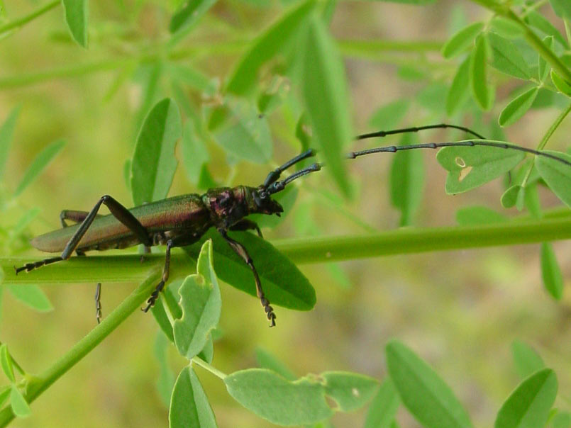 muskusboktor of wilgenboktor