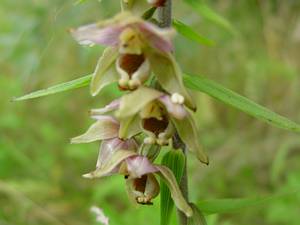 Brede wespenorchis