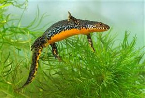 Alpenwatersalamander