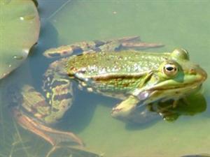 Groene kikker