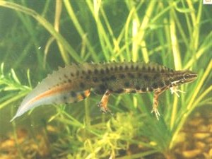 Kleine watersalamander