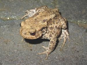 gewone of bruine pad (bufo bufo)