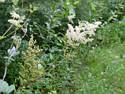 Moerasspirea