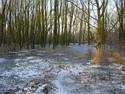 Wilgenbosje langs wandelpad