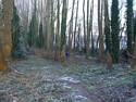 Opruimen sneeuwbes in de dreef