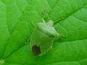 groene stinkwants
