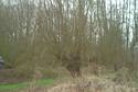 knotwilgen voorweide