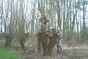 knotten van wilg