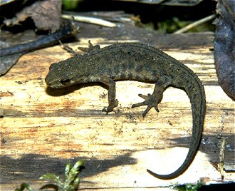 Mindre vattensalamander, Triturus vulgaris