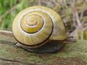 Witgerande tuinslak