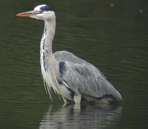 blauwe reiger