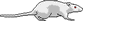 Klik hier om naar  'zoogdieren'  te gaan